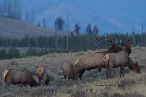 Wapitihirsche-im Yellowstone